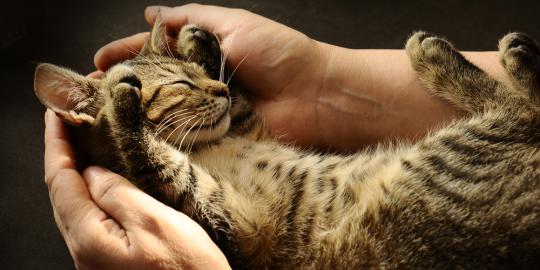 Manjakan kucing dengan nutrisi dan perawatan terbaik