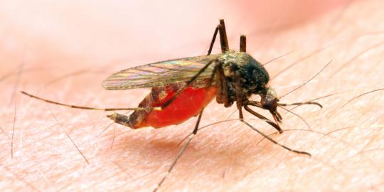 Hati-hati, bau keringat dapat membuat nyamuk malaria mendekat!