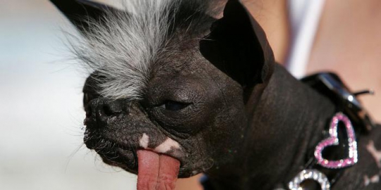 5 anjing dengan wajah paling mengerikan di dunia