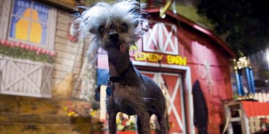 5 anjing dengan wajah paling mengerikan di dunia