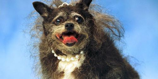 5 anjing dengan wajah paling mengerikan di dunia