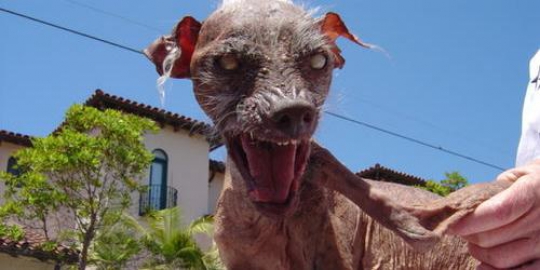 5 anjing dengan wajah paling mengerikan di dunia