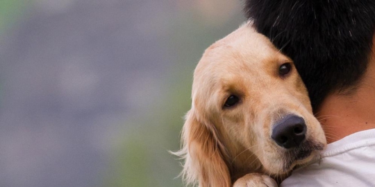 5 anjing dengan wajah paling mengerikan di dunia