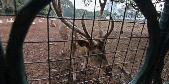 Diduga kalah bertarung, rusa jantan KBS ditemukan mati