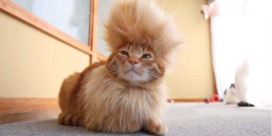 Si kucing berambut mohawk yang super menggemaskan