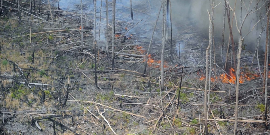 Mabes Polri: Kasus pembakaran hutan Riau menjadi 38 tersangka