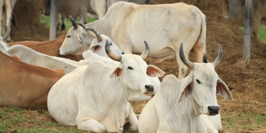 Rencana Dahlan beli peternakan sapi di Australia makin tak jelas