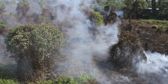 Polda Riau incar bos PT NSP tersangka pembakaran hutan
