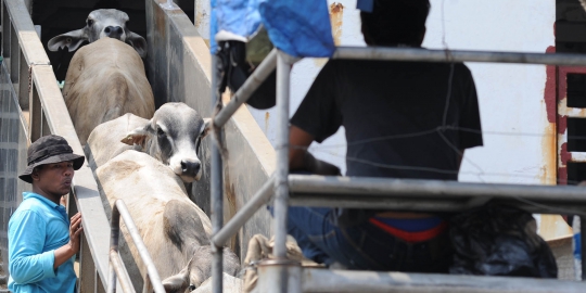 Impor 160.000 sapi belum tuntas, 278.000 ekor siap didatangkan