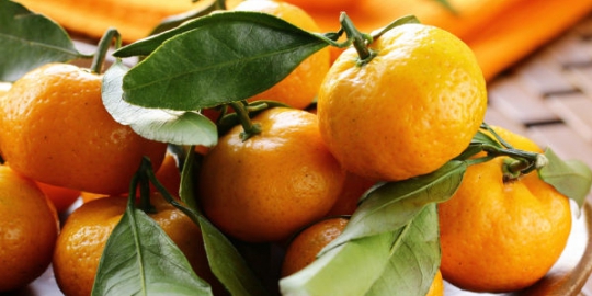 perbanyak konsumsi vitamin c dengan mengonsumsi 7 jeruk ini saat hamil