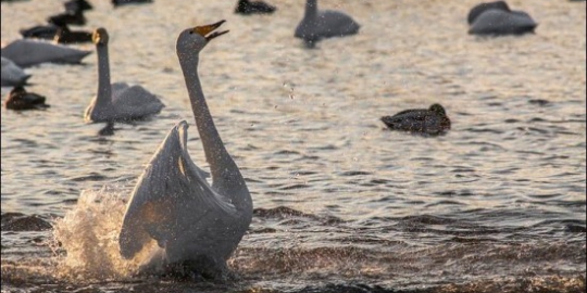 Swan Lake ternyata ada di dunia nyata!