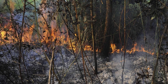 Polda Riau tetapkan 64 tersangka pembakar hutan dan lahan