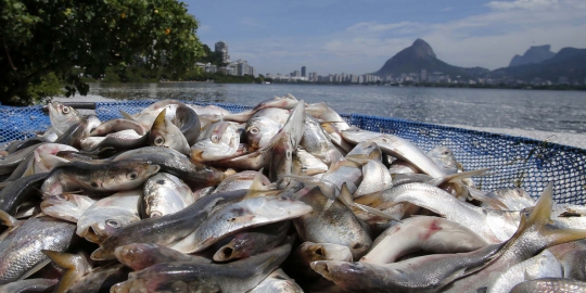 Danau Maninjau tercemar limbah amoniak, 175 ton ikan mati