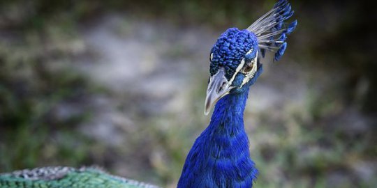 Burung merak perdana menteri mati, polisi Pakistan dihukum