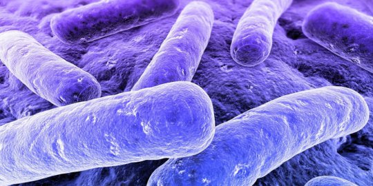 Ketahui 3 fakta menarik tentang bakteri E.coli