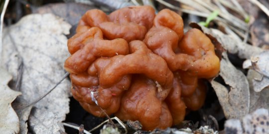 Jamur unik ini berbentuk seperti otak manusia
