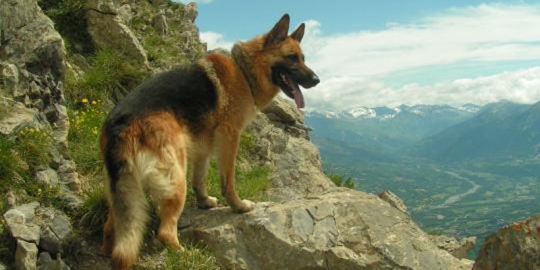 6 orang ini wariskan harta pada anjing