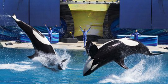 Atraksi spektakuler paus pembunuh dalam 'Shamu Show' di Seaworld