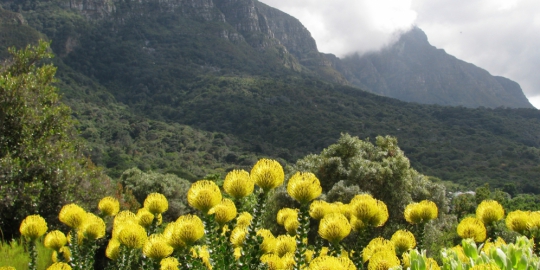 botanical garden afrika selatan