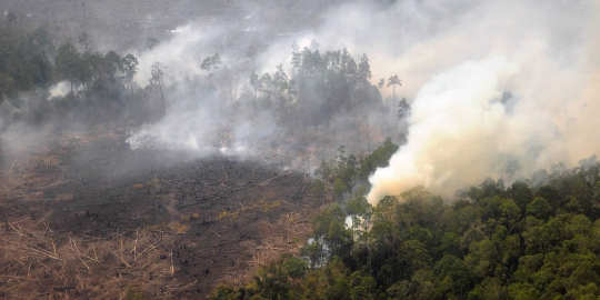 7 Dari 90 tersangka pembakar hutan di Riau segera disidang