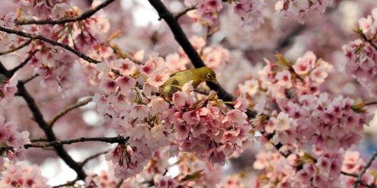 Masuki musim semi, Jepang bertaburan bunga sakura