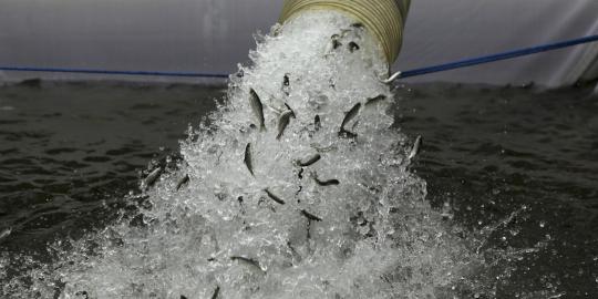 Kekeringan, ratusan ribu bayi ikan salmon dipindah ke sungai