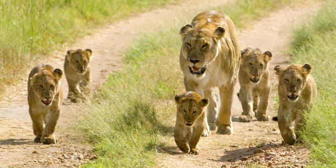 Kebun Binatang Denmark Bunuh Empat Singa Koleksinya Merdeka Com