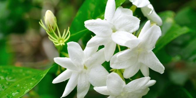 Cara Menanam Bunga Melati Putih Dalam Pot Yang Benar Cara Membuat Bunga Melati Cepat Berbunga dan Berbunga Sepanjang Tahun