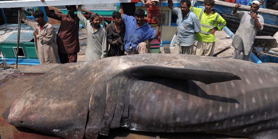 Memancing ikan, nelayan di Pakistan malah menjaring hiu paus