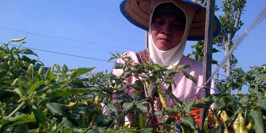 Mentan ajak petani tingkatkan produksi cabai