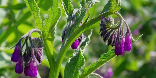 6 resep cantik alami ala wanita irlandia