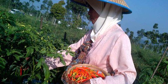 Sampaikan uneg-uneg ke Mentan, petani minta harga cabai naik