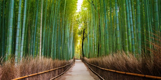 hutan sagano arashiyama kyoto rev1