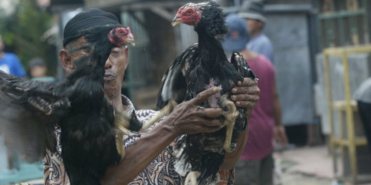 Limbah pertanian bisa jadi pakan unggas gantikan jagung impor