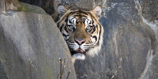 Melihat kehidupan harimau Sumatera yang dipinjam Tierpark Berlin