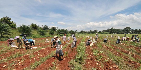 Dinas Pertanian bagi-bagi pestisida gratis untuk petani