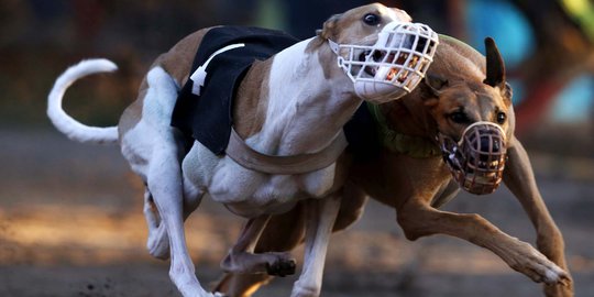 Menyaksikan ganasnya balapan 'Anjing Greyhound' di Chile