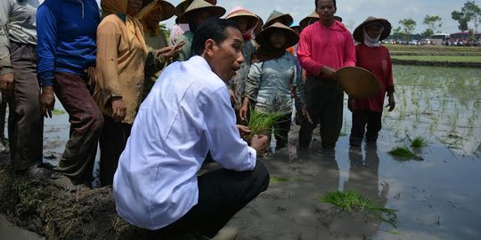 Blusukan ke sawah, Jokowi ungkap siapa mentor politiknya