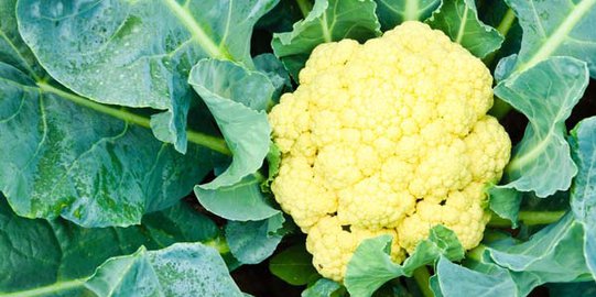 rebus 9 sayuran ini sebelum mengonsumsinya! [part 2]