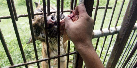 Kebun Bintang Surabaya masih jadi pilihan saat libur panjang