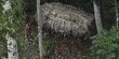 Kisah sedih suku pedalaman Hutan Amazon terancam pembalakan liar