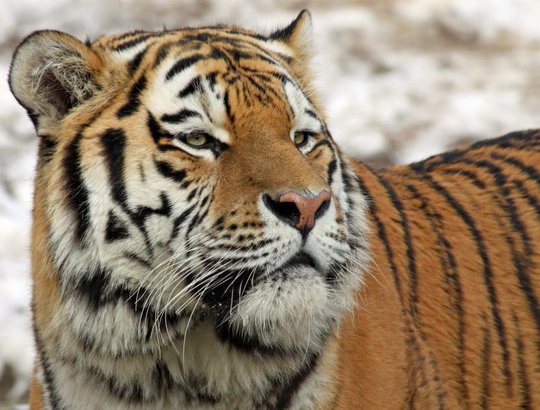 sekawanan harimau di wat pha luang ta bua