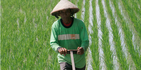 Padi varietas lokal ini bikin rasa nasi lebih enak