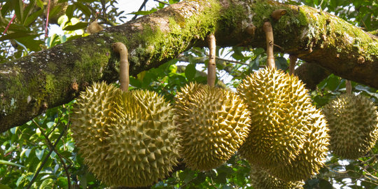 4 jenis buah unggulan ini bisa jadi oleh-oleh khas Lebak