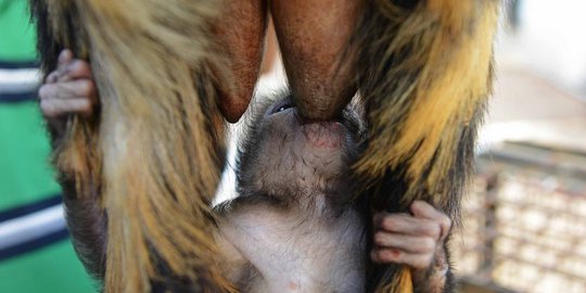 Kisah unik anak monyet di India menyusu pada seekor kambing