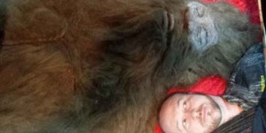 Ternyata Bigfoot yang kabarnya berhasil ditangkap adalah hoax