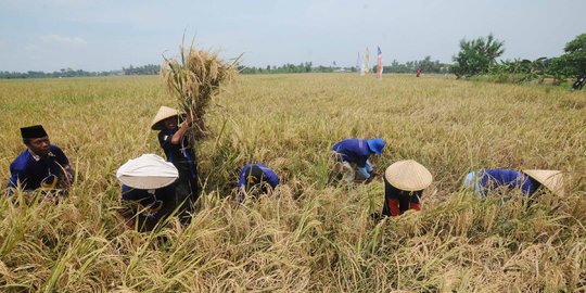 Petani di Balangan resah diserang ulat tentara