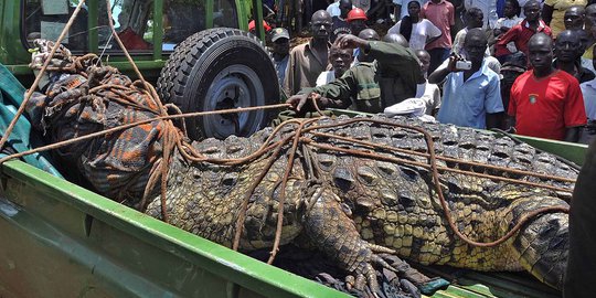 Mangsa 6 Warga Uganda, buaya Sungai Nil usia 80 Tahun ditangkap