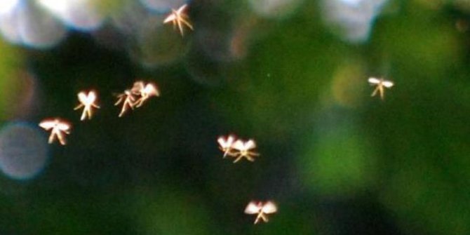 Pria Inggris klaim berhasil foto kehidupan peri di area pedesaan