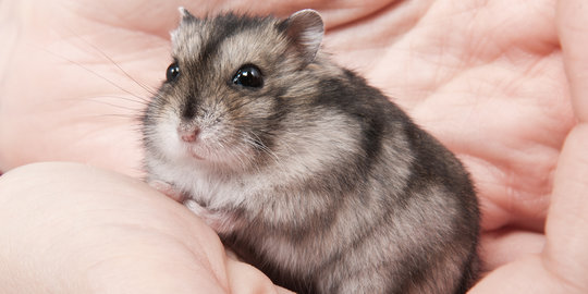 Memotret pantat hamster jadi tren di Jepang